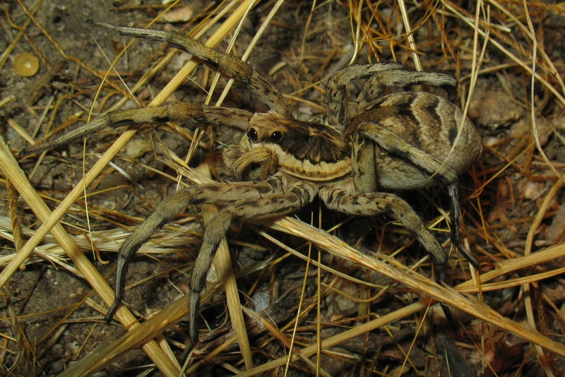 Allocosa oculata - Sud Sardegna (CA)